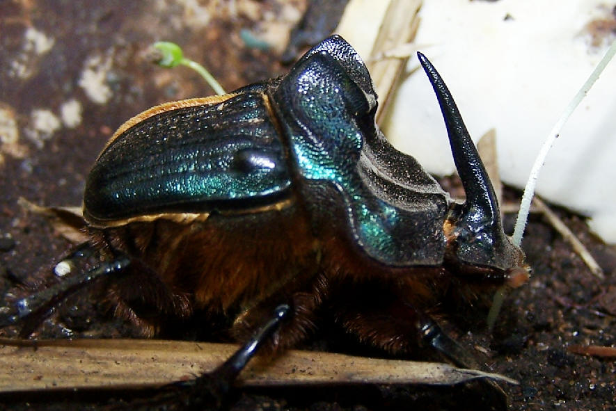 Scarabaeidae Pybio Paraguay Biodiversidad