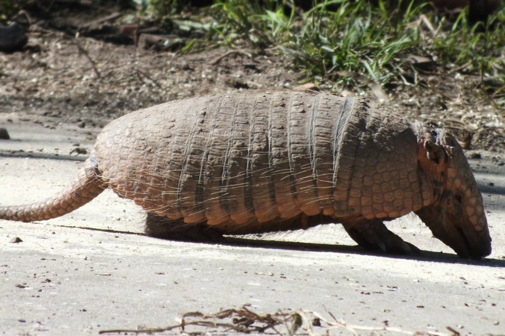 EDENTATA | Pybio Paraguay Biodiversidad