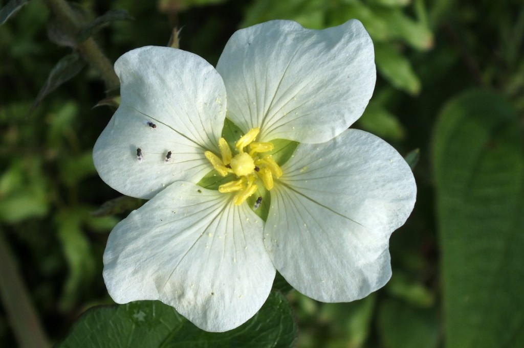 ONAGRACEAE | Pybio Paraguay Biodiversidad