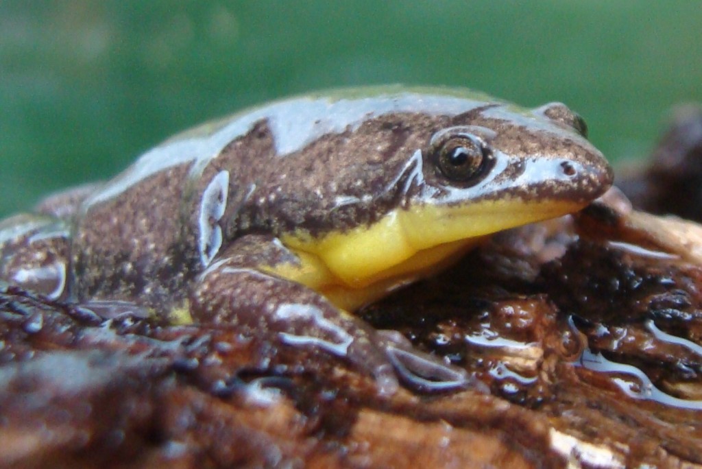 MICROHYLIDAE | Pybio Paraguay Biodiversidad