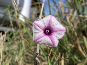 P Con Ipomoea wrightii (2)a