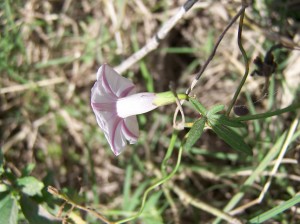 P Con Ipomoea wrightii (4)a