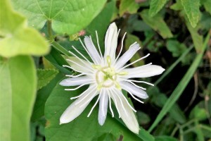 P Pas passiflora capsularis JMGa