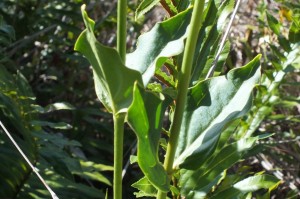 Chelonanthus viridiflorus