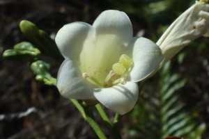 Chelonanthus viridiflorus