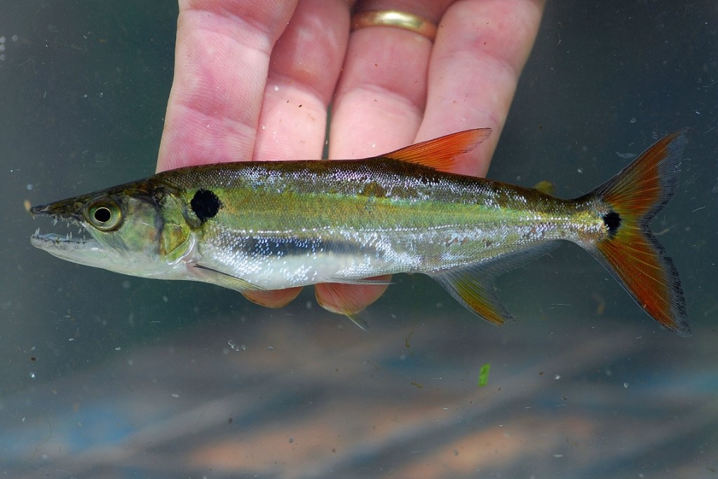 CHARACIDAE | Pybio Paraguay Biodiversidad