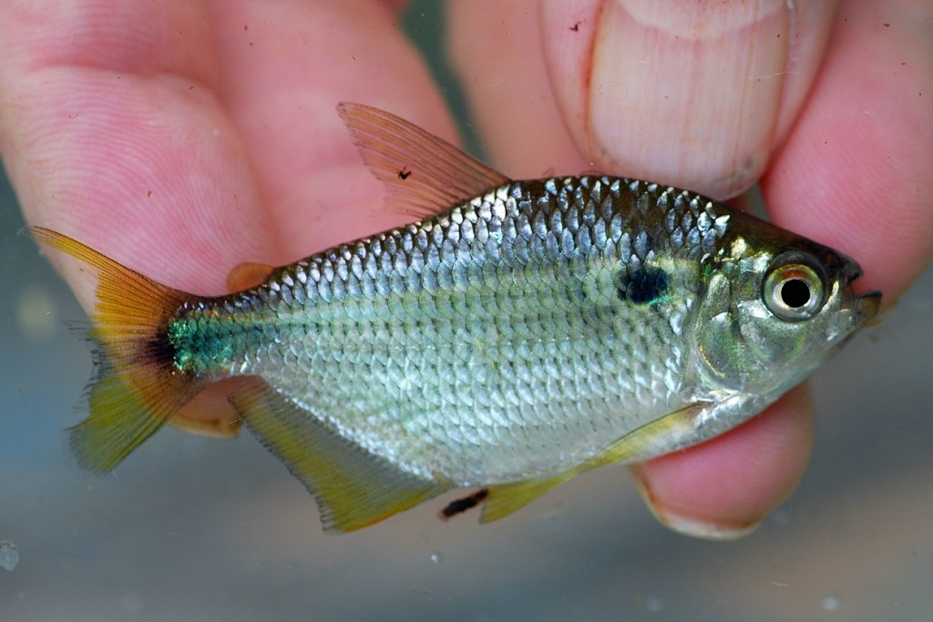 CHARACIDAE | Pybio Paraguay Biodiversidad