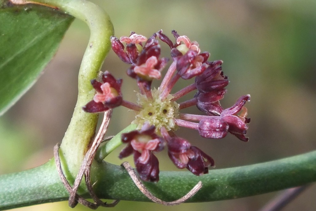 SMILACACEAE | Pybio Paraguay Biodiversidad