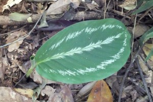 Calathea zingiberina